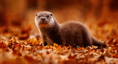 Game and Wildlife Conservation | Game and Wildlife Conservation |